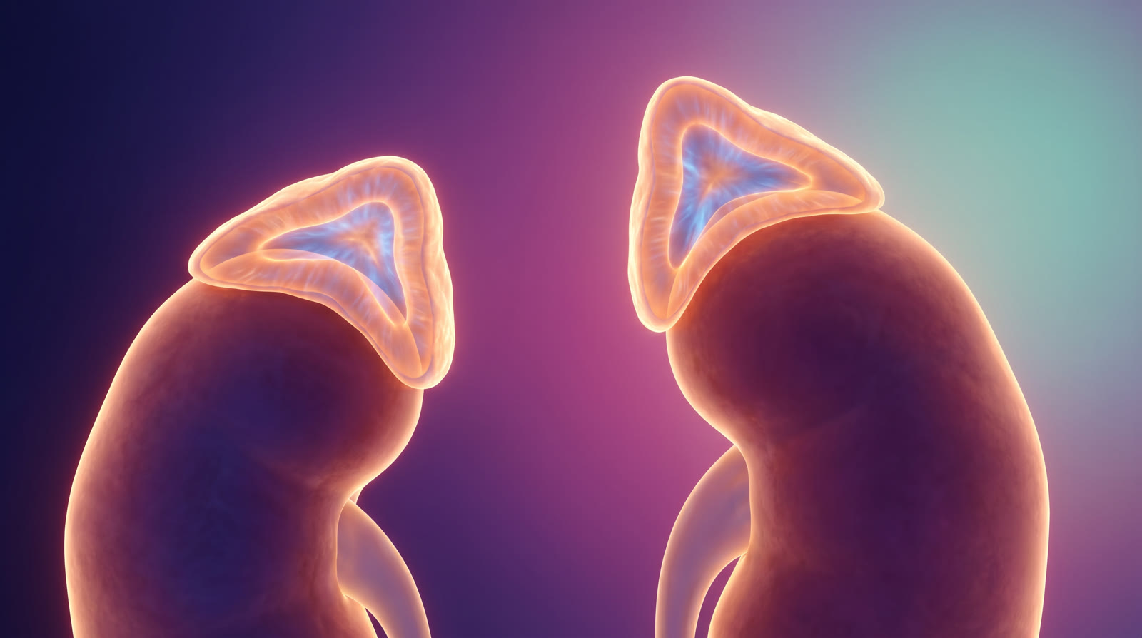 Adrenal bez anatomisi — böbrek üstünde korteks ve medulla